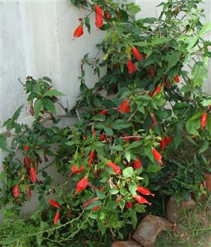 Malvaviscus penduliflorus